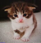 kittenindian exclusive onlyfans leaked nudes