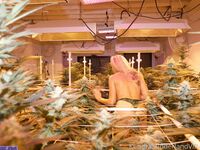 kslibrarygirl exclusive onlyfans leaked nudes