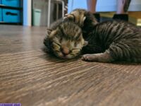 imnotlaika exclusive onlyfans leaked nudes