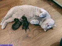 imnotlaika exclusive onlyfans leaked nudes