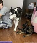 Cybersofty new hot onlyfans leaks