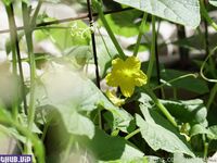 wolfofthewild onlyfans leaks nude photos and videos