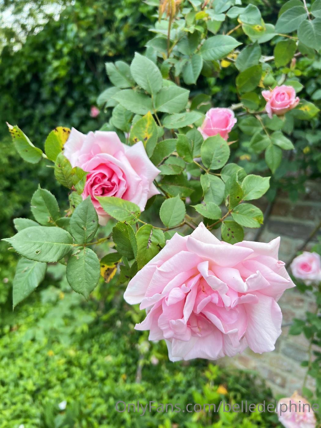 Belle Delphine Secret Place Onlyfans Set Leaked